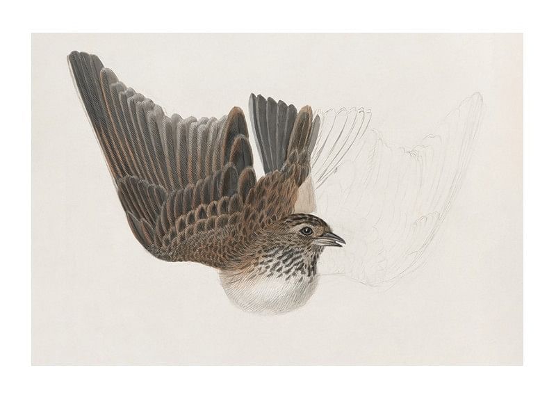 A Bird With Wings Spread By James Sowerby-12