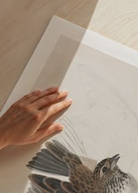 A Bird With Wings Spread By James Sowerby-11