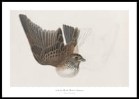 A Bird With Wings Spread By James Sowerby-0