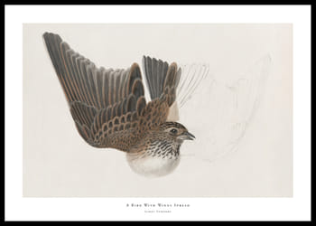 Poster A Bird With Wings Spread By James Sowerby