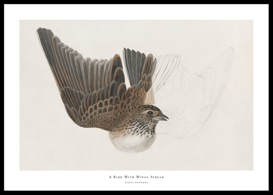 A Bird With Wings Spread By James Sowerby-12