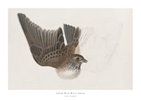 A Bird With Wings Spread By James Sowerby-1