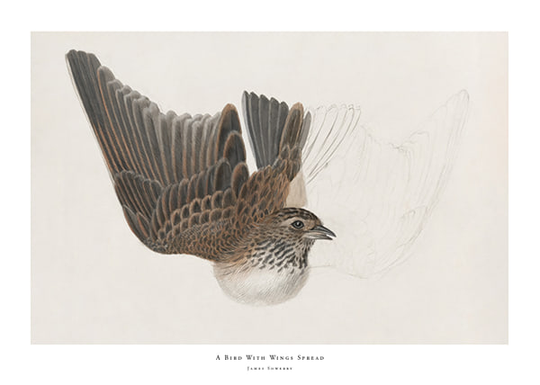 Plakāts A Bird With Wings Spread By James Sowerby