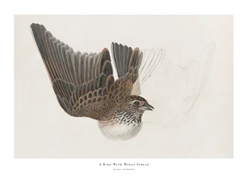 Poster A Bird With Wings Spread By James Sowerby