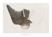 A Bird With Wings Spread By James Sowerby-1