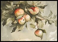 Study Of Apples-2