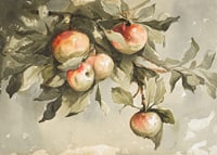Study Of Apples-7
