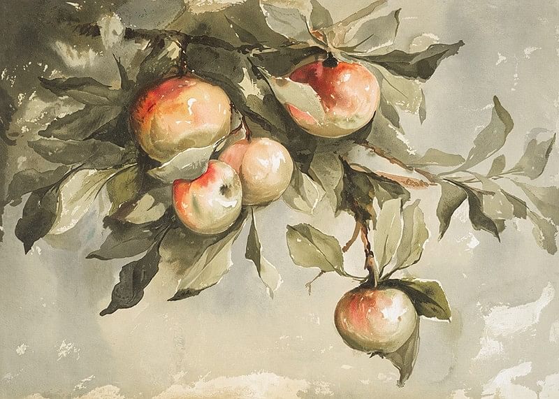 Study Of Apples-12