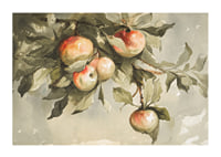 Study Of Apples-1