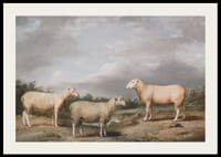 Ryelands Sheep The King's Ram The King's Ewe And Lord Somerville's Wether By James Ward-4