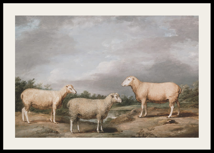 Ryelands Sheep The King's Ram The King's Ewe And Lord Somerville's Wether By James Ward-12