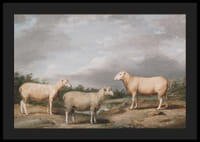 Ryelands Sheep The King's Ram The King's Ewe And Lord Somerville's Wether By James Ward-6