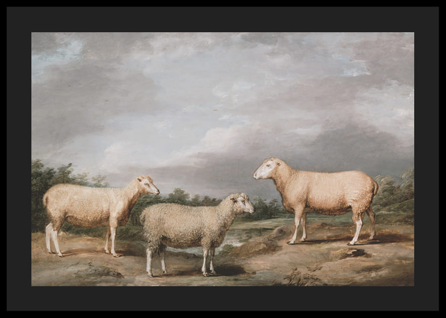 Ryelands Sheep The King's Ram The King's Ewe And Lord Somerville's Wether By James Ward-12