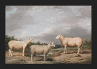 Ryelands Sheep The King's Ram The King's Ewe And Lord Somerville's Wether By James Ward-7