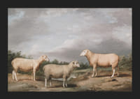 Ryelands Sheep The King's Ram The King's Ewe And Lord Somerville's Wether By James Ward-7