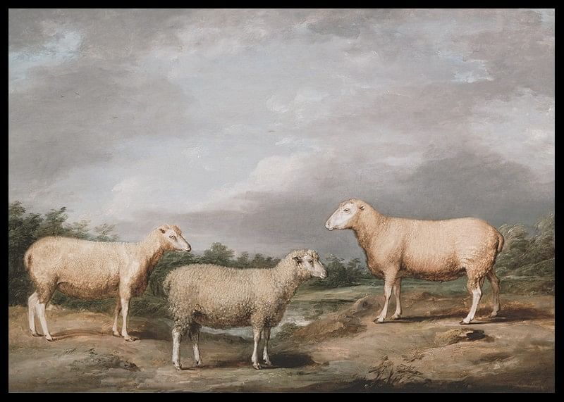 Ryelands Sheep The King's Ram The King's Ewe And Lord Somerville's Wether By James Ward-12