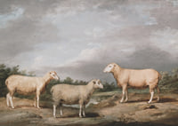 Ryelands Sheep The King's Ram The King's Ewe And Lord Somerville's Wether By James Ward-9