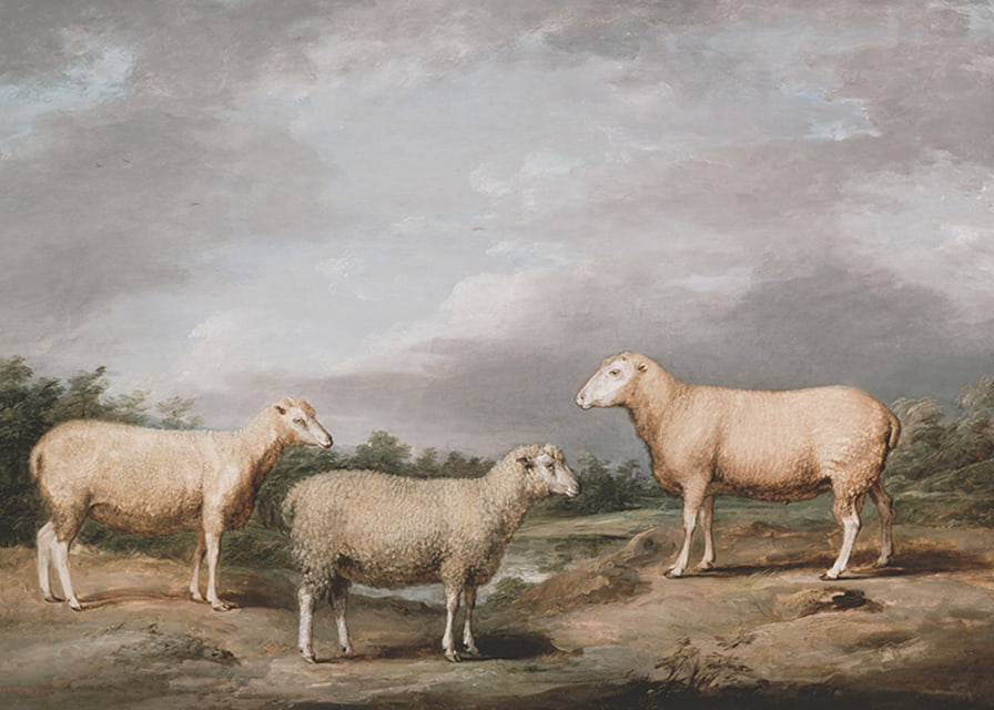 Ryelands Sheep The King's Ram The King's Ewe And Lord Somerville's Wether By James Ward-12