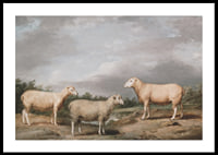 Ryelands Sheep The King's Ram The King's Ewe And Lord Somerville's Wether By James Ward-2