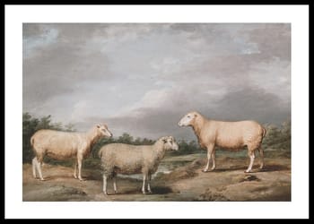 Poster Ryelands Sheep The King's Ram The King's Ewe And Lord Somerville's Wether By James Ward