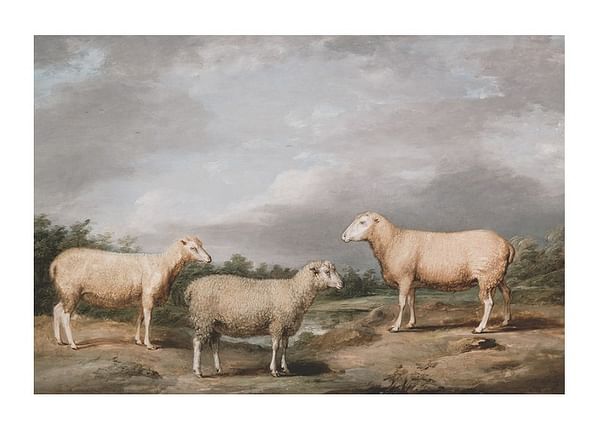 Plagát Ryelands Sheep The King's Ram The King's Ewe And Lord Somerville's Wether By James Ward