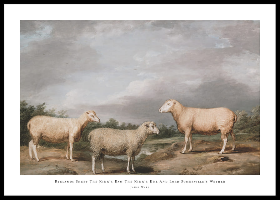 Ryelands Sheep The King's Ram The King's Ewe And Lord Somerville's Wether By James Ward-12