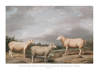 Poster Ryelands Sheep The King's Ram The King's Ewe And Lord Somerville's Wether By James Ward