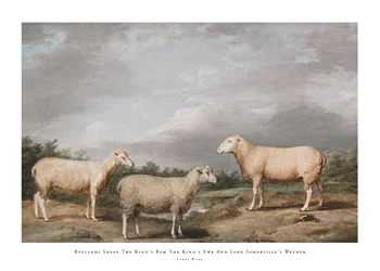 Poster Ryelands Sheep The King's Ram The King's Ewe And Lord Somerville's Wether By James Ward