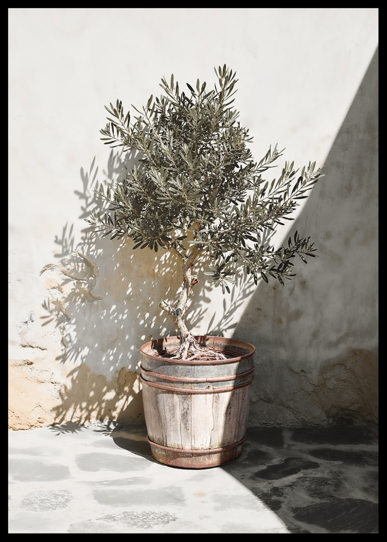 Olive tree in wooden barrel against white plastered wall, sunny motif-12
