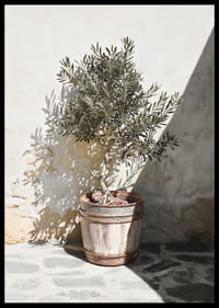 Olive tree in wooden barrel against white plastered wall, sunny motif-6