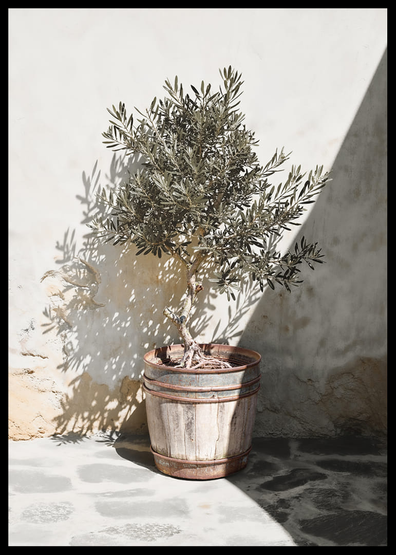 Olive tree in wooden barrel against white plastered wall, sunny motif-12