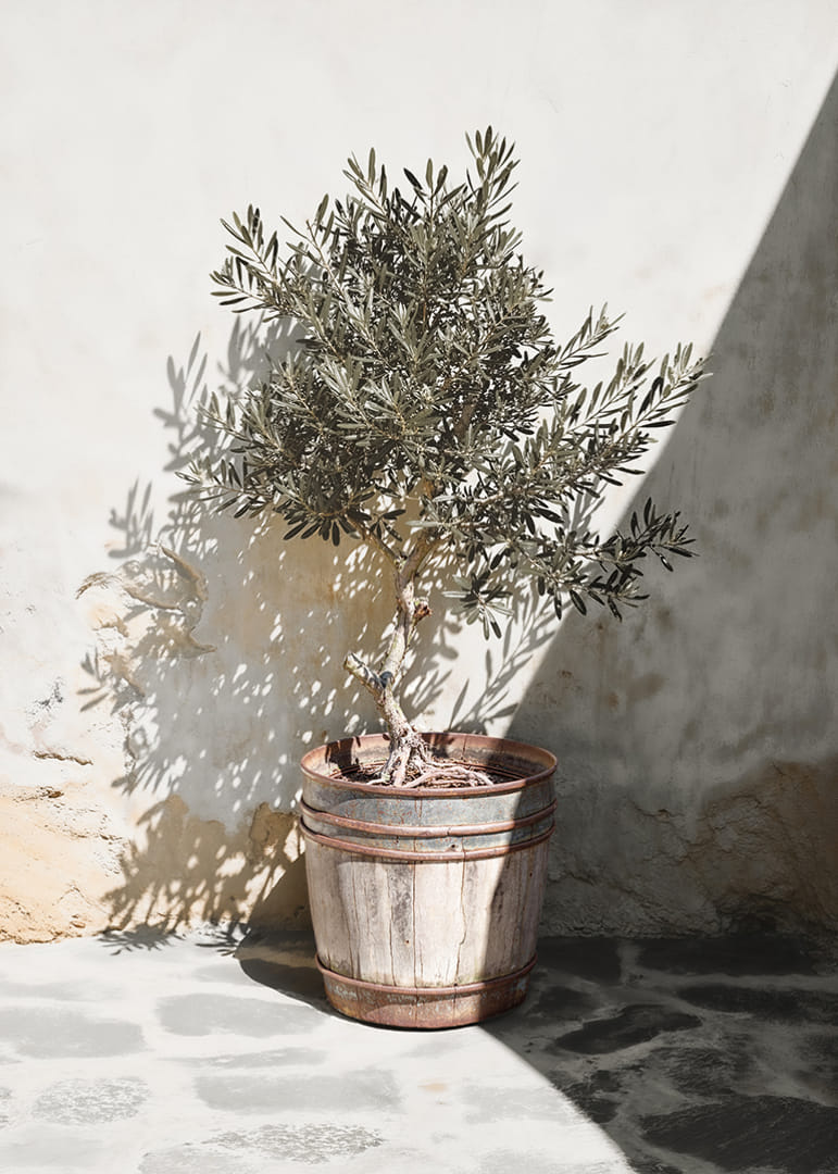 Olive tree in wooden barrel against white plastered wall, sunny motif-12