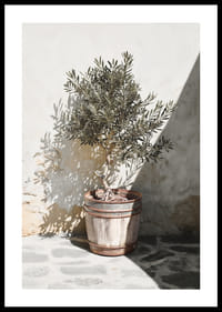Olive tree in wooden barrel against white plastered wall, sunny motif-0