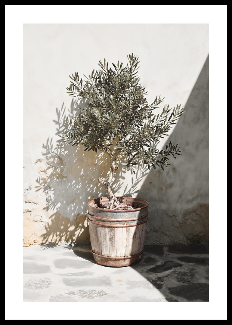 Olive tree in wooden barrel against white plastered wall, sunny motif-12