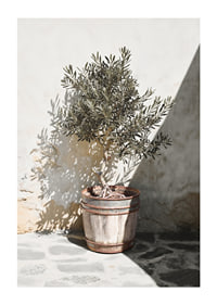Olive tree in wooden barrel against white plastered wall, sunny motif-1