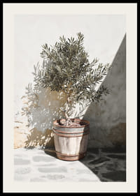 Olive tree in wooden barrel against white plastered wall, sunny motif-2