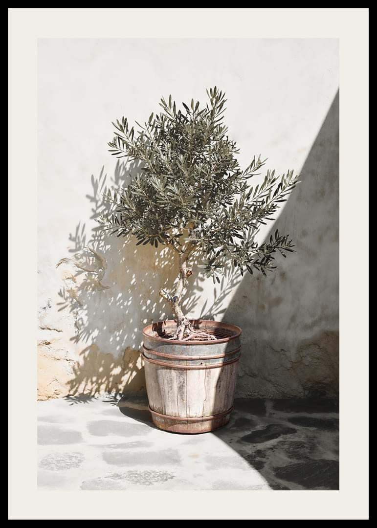 Olive tree in wooden barrel against white plastered wall, sunny motif-12