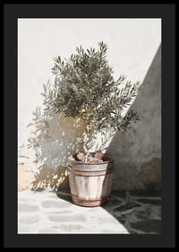 Olive tree in wooden barrel against white plastered wall, sunny motif-4