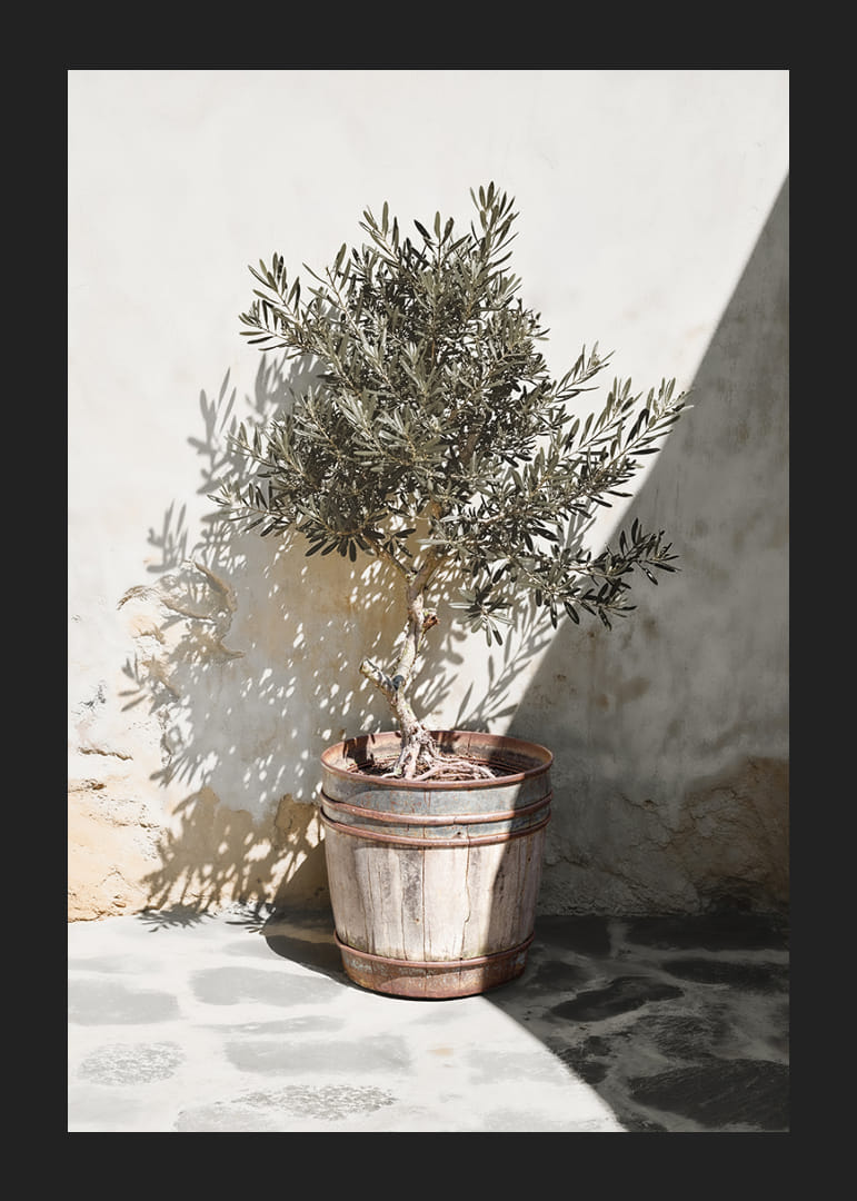 Olive tree in wooden barrel against white plastered wall, sunny motif-12