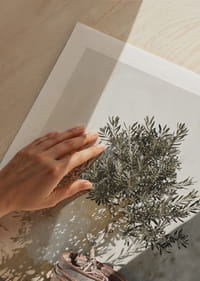 Olive tree in wooden barrel against white plastered wall, sunny motif-9