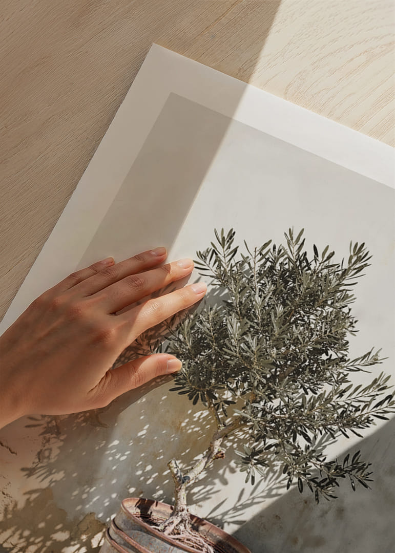 Olive tree in wooden barrel against white plastered wall, sunny motif-12