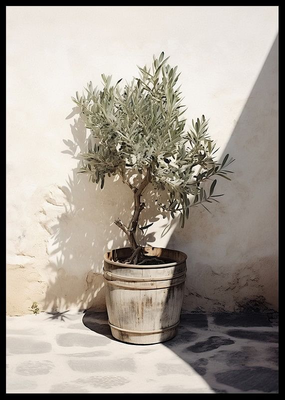 Olive Tree Mediterranean No2-12