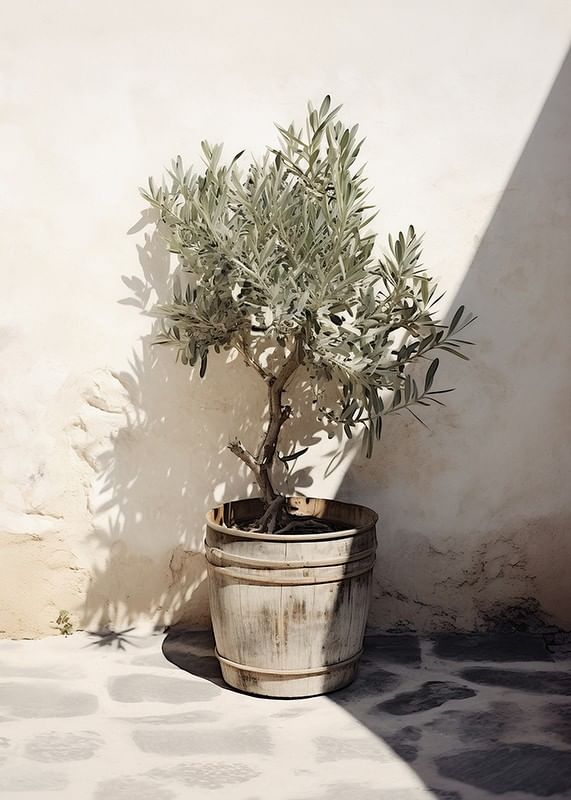 Olive Tree Mediterranean No2-12