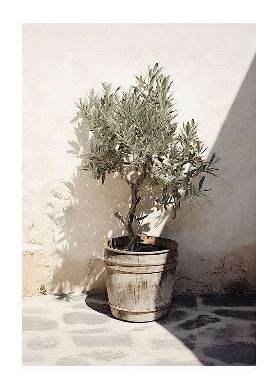 Olive Tree Mediterranean No2-12