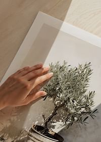Olive Tree Mediterranean No2-5