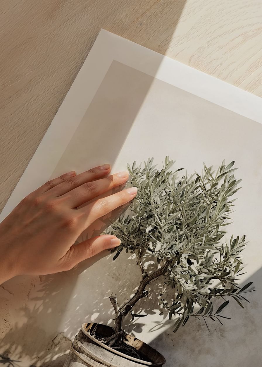 Olive Tree Mediterranean No2-12