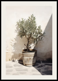 Olivträd i trätunna mot vit putsad vägg, soligt motiv-2