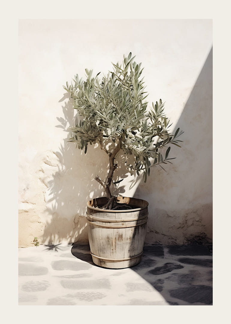 Olivträd i trätunna mot vit putsad vägg, soligt motiv-12