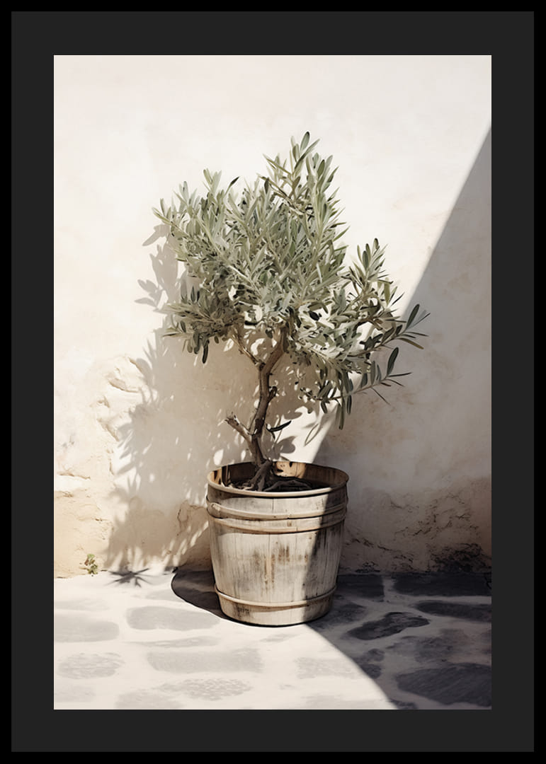 Olivträd i trätunna mot vit putsad vägg, soligt motiv-12