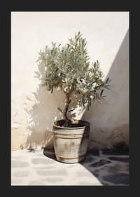 Olivträd i trätunna mot vit putsad vägg, soligt motiv-5